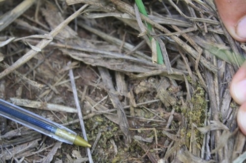 Cigarrinhas atacam na raiz do capim sugando todo seu nutriente e provocando a morte do capim.