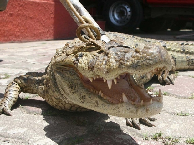 Segundo a corporao, com cerca de 50kg, o animal foi encontrado no terreno de um stio na Estrada Visconde de Sinimbu.