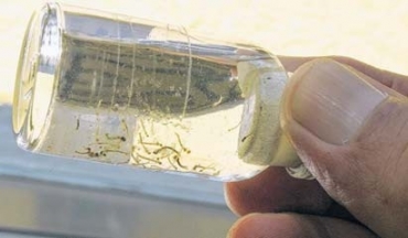 Larvas do mosquito Aedes aegypti esto espalhadas por todo interior,  exceo de Luciara