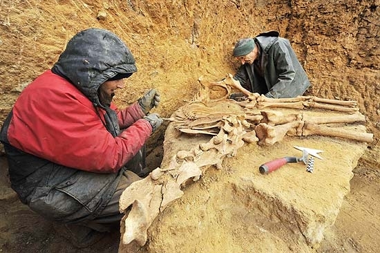 Fssil de cavalo encontrado em Moriat, na Frana, tem cerca de cem mil anos e est perfeitamente conservado