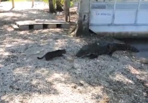 Vdeo j recebeu mais de 1,3 milho de acessos.