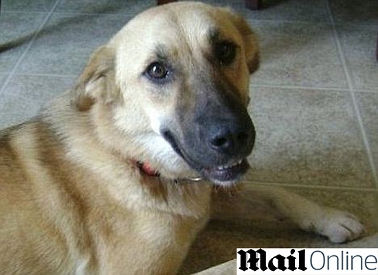 Target, o co que sobreviveu  guerra no Afeganisto, foi sacrificado por engano nos EUA aps fugir de casa