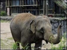 O elefante escapou com queimaduras leves