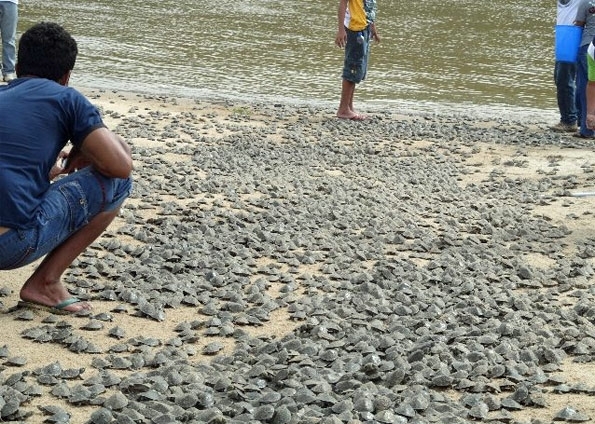 Chegando j maiores ao rio, os animais tm maior chance de sobrevivar ao ataque dos predadores.