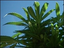 A discuss�o sobre a legaliza��o na Calif�rnia chamou aten��o do pa�s