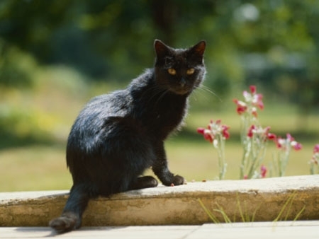 Saiba por que gato preto, morcego e lobisomem ganharam fama de malvados