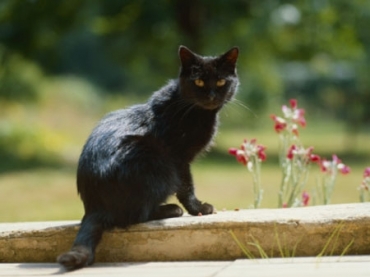 Saiba por que gato preto, morcego e lobisomem ganharam fama de malvados