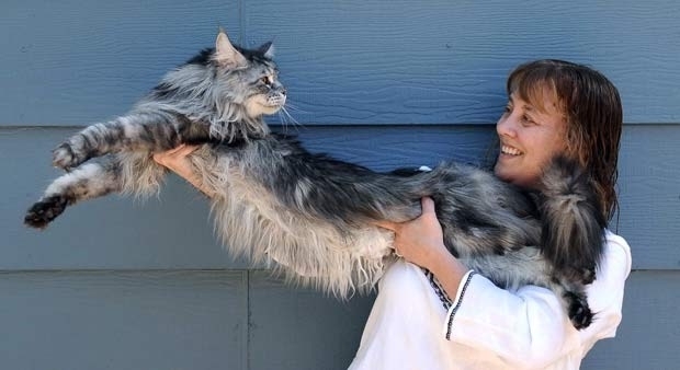 Gato de 1,23 metro bate recorde como o mais longo do mundo.