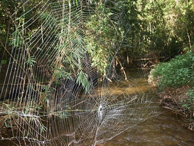 As teias foram encontradas acima de guas correntes, ligando uma rea de terra  outra, o que surpreendeu os cientistas