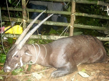 Apesar de ter dois chifres, o rarssimo saola  conhecido como unicrnio por ser considerado quase uma lenda entre espec