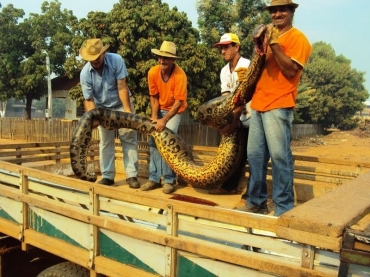 Funcionrios da prefeitura deram destinao ao corpo do animal. 