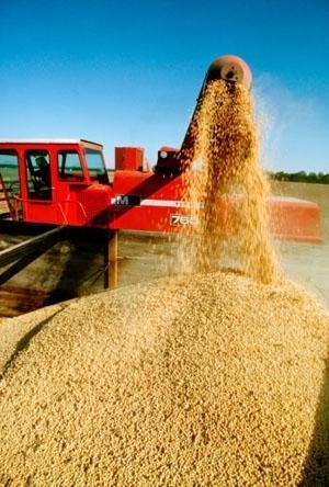 Produo mato-grossense avana 3,4% nesta safra