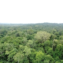 Trs municpios de MT tentam deixar lista de 43 mais desmatadores para recuperar crdito de produo