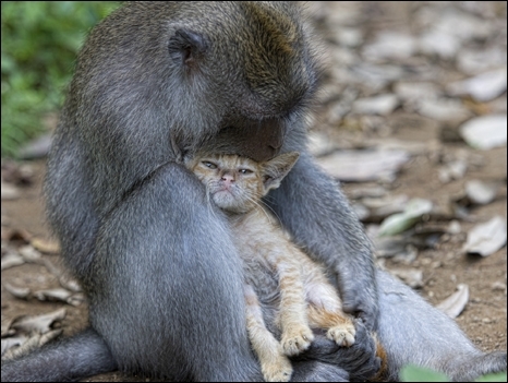Imagem do macaco e gato foi registrada por fotgrafa amadora.