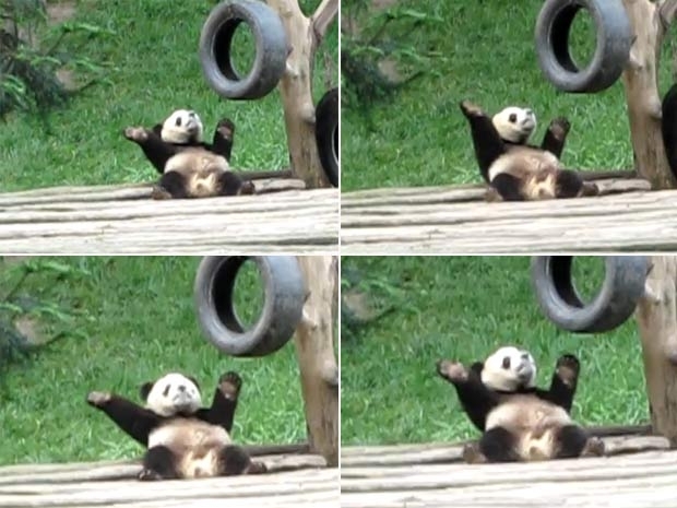 Filhote faz movimentos com o corpo, como se estivesse danando.