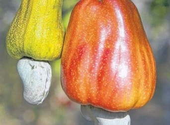 Chuva do Caju marca o incio da temporada das guas e da colheita da fruta prximo a primavera