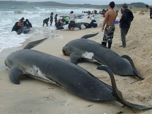 Cinquenta e oito baleias-piloto morreram e outros 15 esto atolados no local.