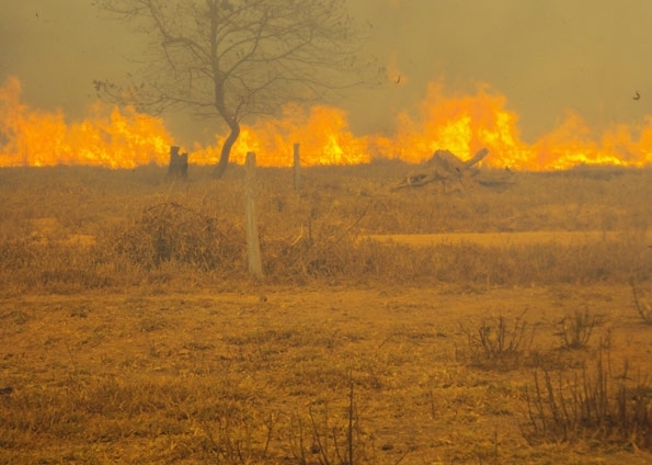 rea de pastagem queima em Peixoto Azevedo. Segundo secretrio, maior perda foi em regies de floresta.
