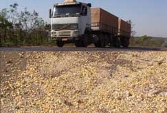 Cada gro, ao final do ano representam menos 47,5 mil toneladas para serem comercializadas