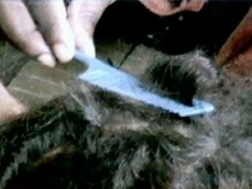 Professora  suspeita de cortar cabelo de seis alunas em escola de Ilhus