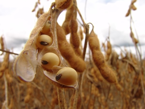 Alta  bem-vinda, estimula a nova safra, mas no momento, poucos sojicultores tm o gro para vender