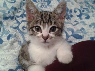 O gato Trixie em imagem de 26 de junho