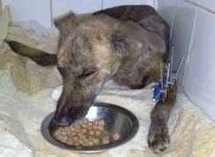 A cadela Tigresa quase morreu aps ser jogada de um viaduto em Cuiab, no ms passado