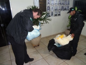 Pol�cia desconfiou porque os ursos de pel�cia estavam pesados