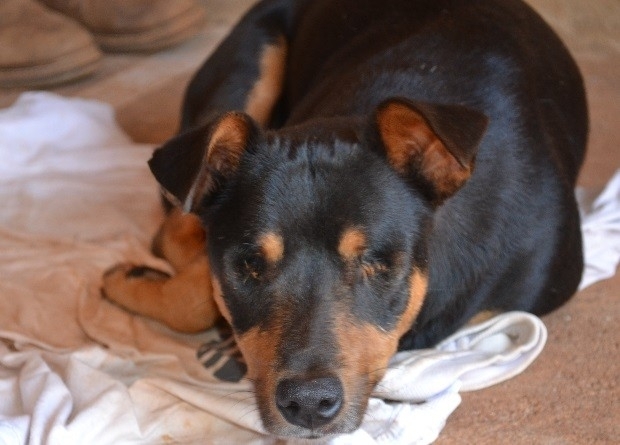 Co vtima de maltratos que teve os olhos arrancados em Ceres, Gois