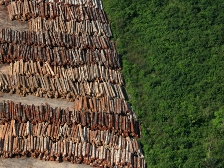 MT diminui a devastao na floresta em junho, diz Imazon