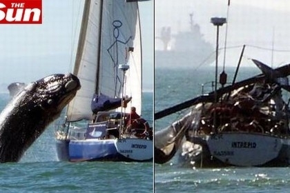 Baleia surge de repente e destri iate na frica do Sul