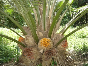 Bolsistas na Embrapa iro colaborar em pesquisas com Elaeis oleifera (caiau).