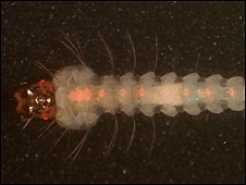 Para os cientistas, prximo passo  introduzir o mosquito no ambiente