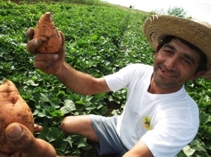 Pecuria leiteira  a que mais solicita crdito do programa do governo federal