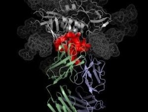 Imagem mostra a estrutura do anticorpo VRC01, em verde e azul, unindo-se ao HIV, representado em vermelho e cinza.