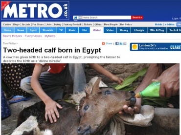 Bezerro nasceu saud�vel mesmo com as duas cabe�as 