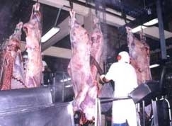 Todos os volumes de abates mensais deste ano superaram o registrado em iguais meses de 2009