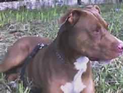 Menino de 11 anos � atacado por pit bull em MS