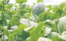 Os custos para o pr�ximo plantio est�o em cerca de R$ 2,661 bi 