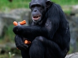 Aps as mortes, os cientistas verificaram que os chimpanzs aumentaram seu territrio em 22%