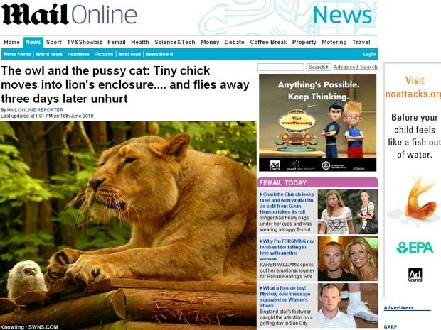 Coruja encara os lees em jaula na Inglaterra