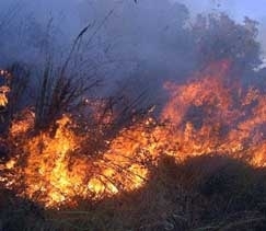 Nmero de focos estava perto dos 6 mil at a ltima semana. Ainda assim, governo quer minimizar incidncia