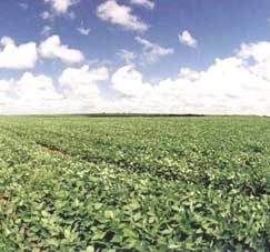 Membro da Aprosoja diz haver dificuldade para esclarecer a reserva legal no exterior, em resposta ao ICV 