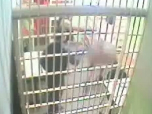 Imagem mostra padre sendo agredido por policial em delegacia no PR