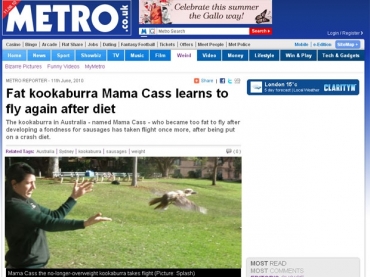 Veterinria solta o pssaro depois de cinco semanas de muito esforo para diminuir peso