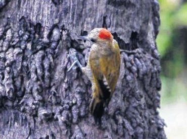 Queimadas  outro fator que ameaa natureza e biodiversidade do Parque Nacional 