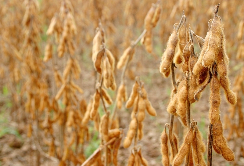 Soja segurou os nmeros e continua sendo o carro-chefe da agricultura mato-grossense, somando 18,7 milhes de toneladas