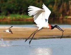 Levantamento sobre o Pantanal foi de 6 anos, quando rea dentro do municpio de MT perdeu 633 Km2 