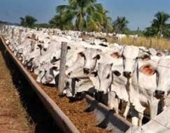 Empresa espera crescer atingir 30 mil toneladas/ano em 5 anos 