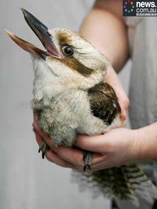 Passarinho viciado em salsicha no pode voar por estar obeso